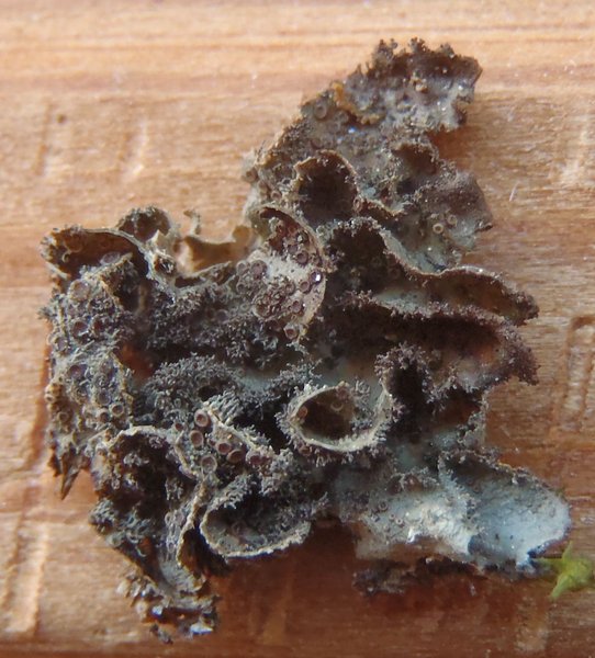 Leptogium tacomae