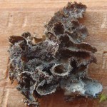 Leptogium tacomae