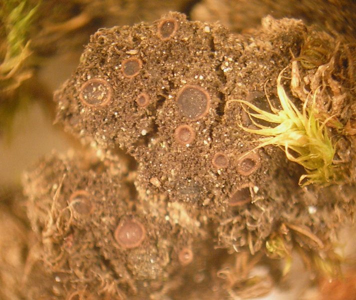 Leptogium tenuissimum