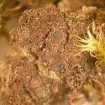 Leptogium tenuissimum