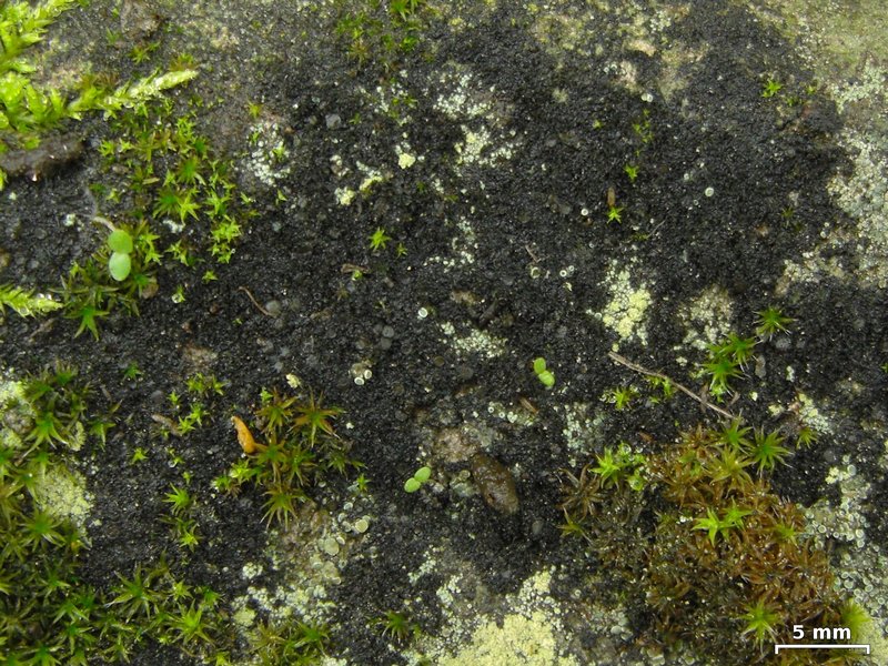 Leptogium tenuissimum