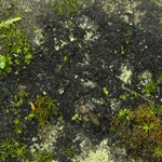 Leptogium tenuissimum