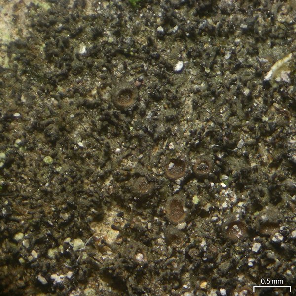 Leptogium tenuissimum