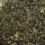 Leptogium tenuissimum