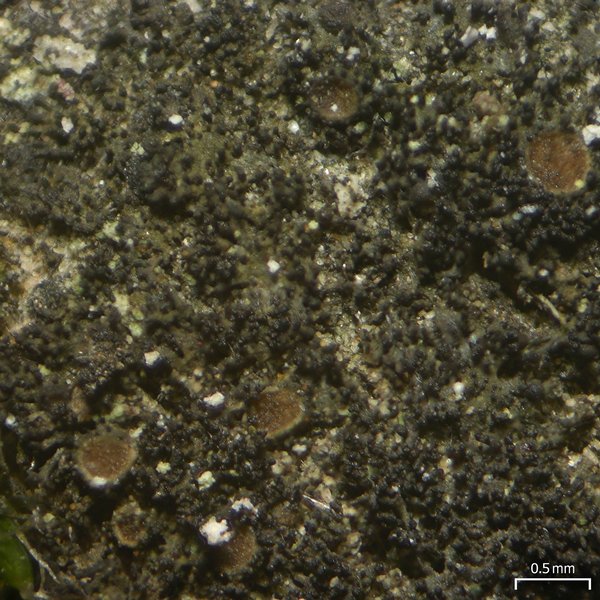 Leptogium tenuissimum