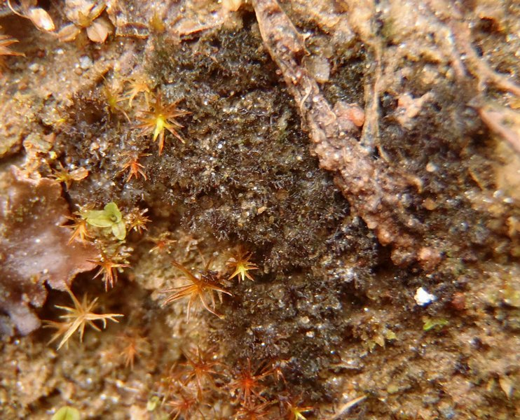Leptogium tenuissimum