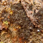 Leptogium tenuissimum