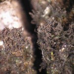 Leptogium teretiusculum