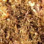 Leptogium teretiusculum