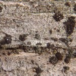 Leptogium teretiusculum