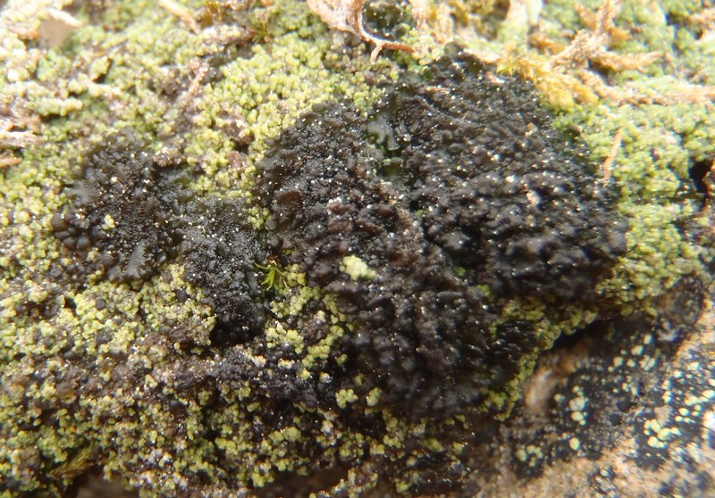 Leptogium turgidum