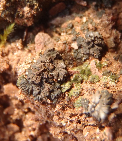 Leptogium turgidum