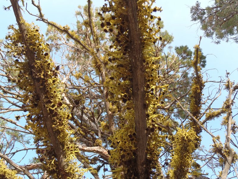 Letharia columbiana