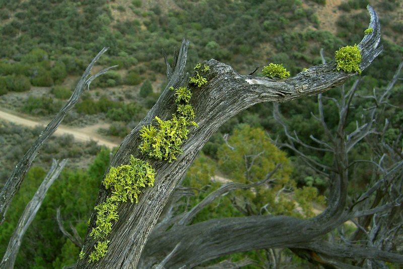 Letharia columbiana