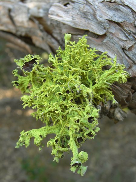 Letharia columbiana