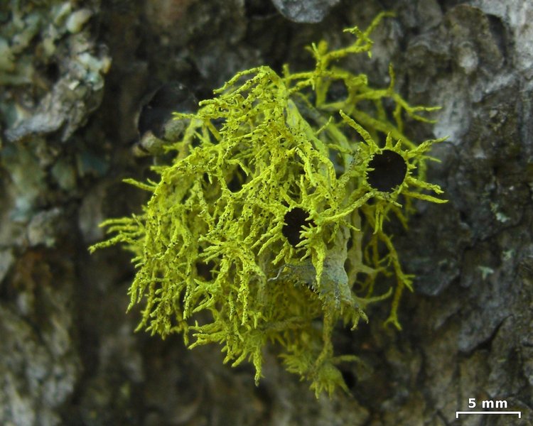 Letharia columbiana