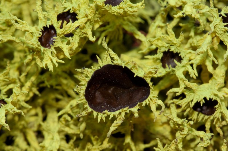 Letharia columbiana