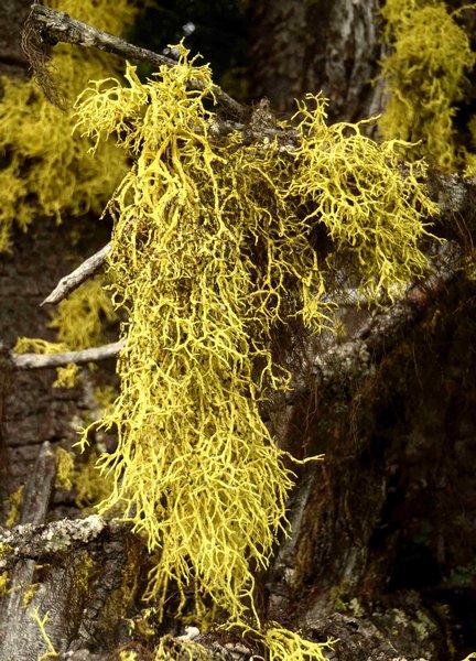 Letharia lupina