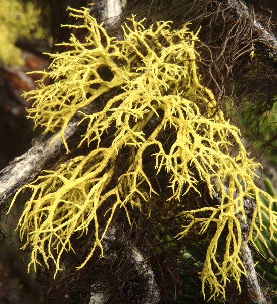 Letharia lupina