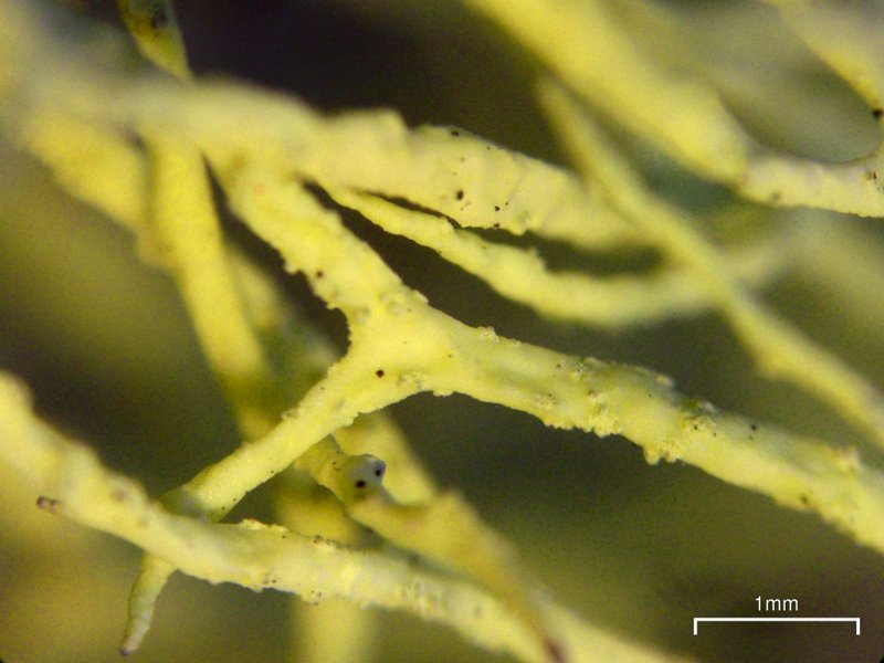 Letharia lupina