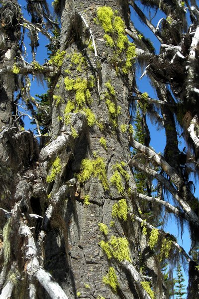 Letharia lupina