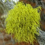 Letharia lupina