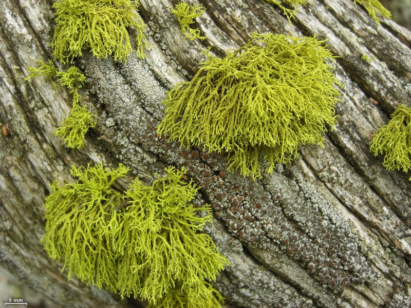Letharia lupina