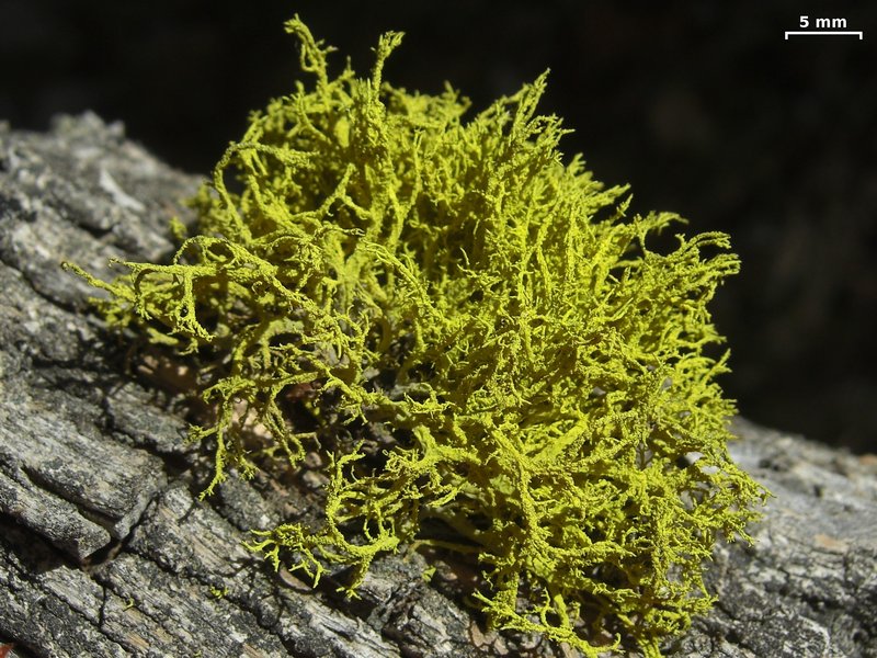 Letharia lupina