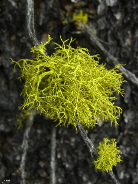 Letharia lupina