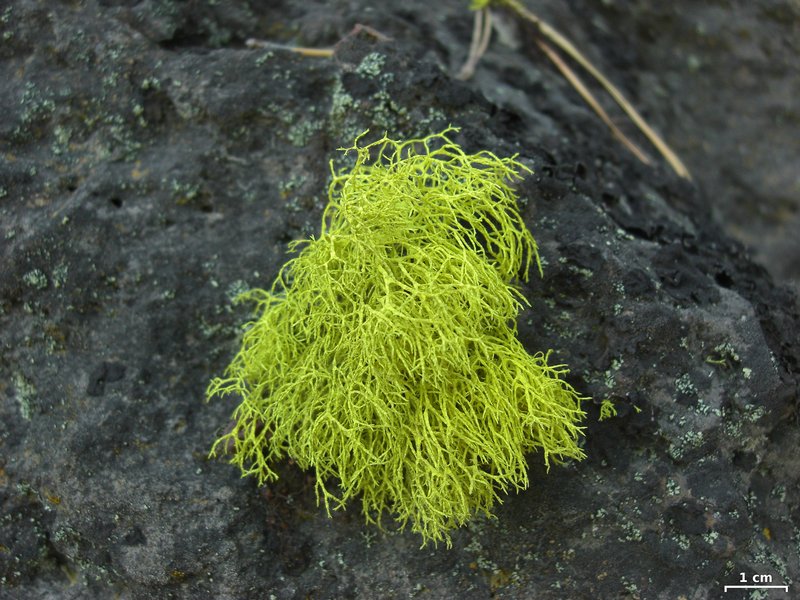 Letharia lupina