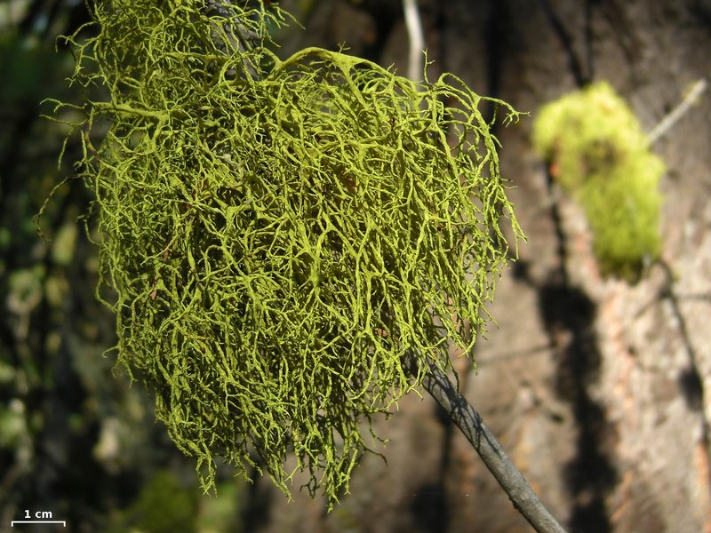 Letharia lupina