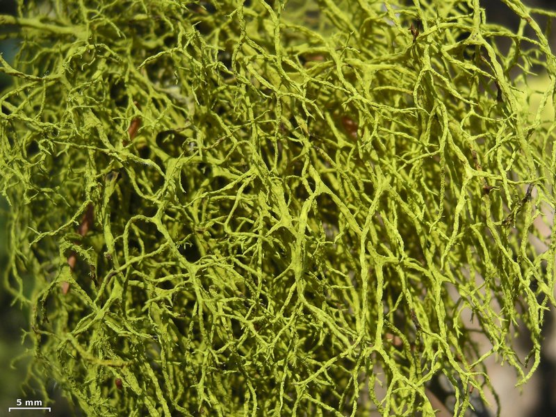 Letharia lupina