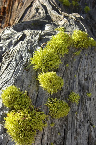 Letharia vulpina