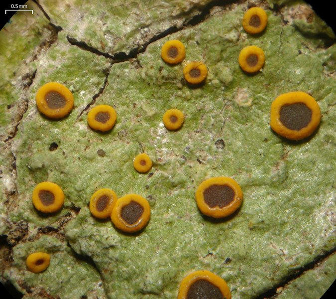Letrouitia domingensis