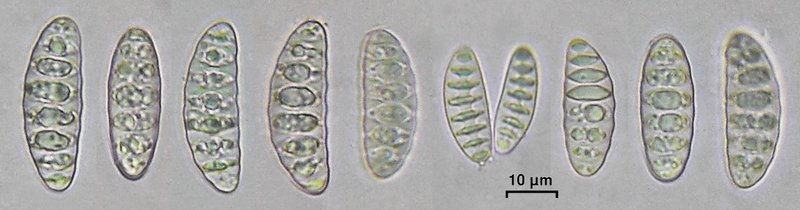 Letrouitia domingensis