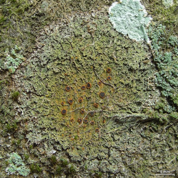Letrouitia vulpina
