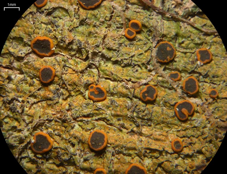Letrouitia vulpina