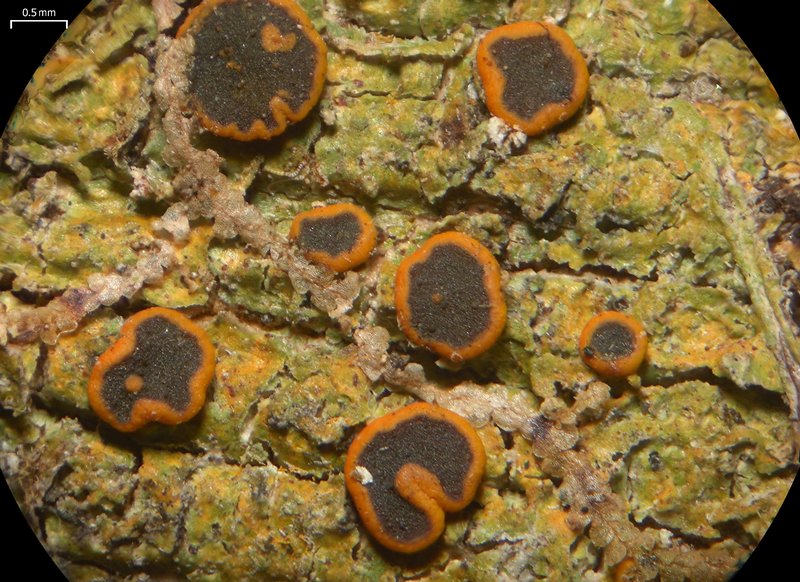 Letrouitia vulpina