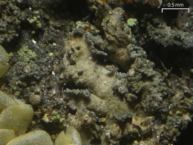 Lichenochora lepidiotae