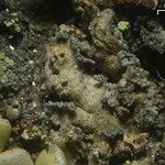 Lichenochora lepidiotae