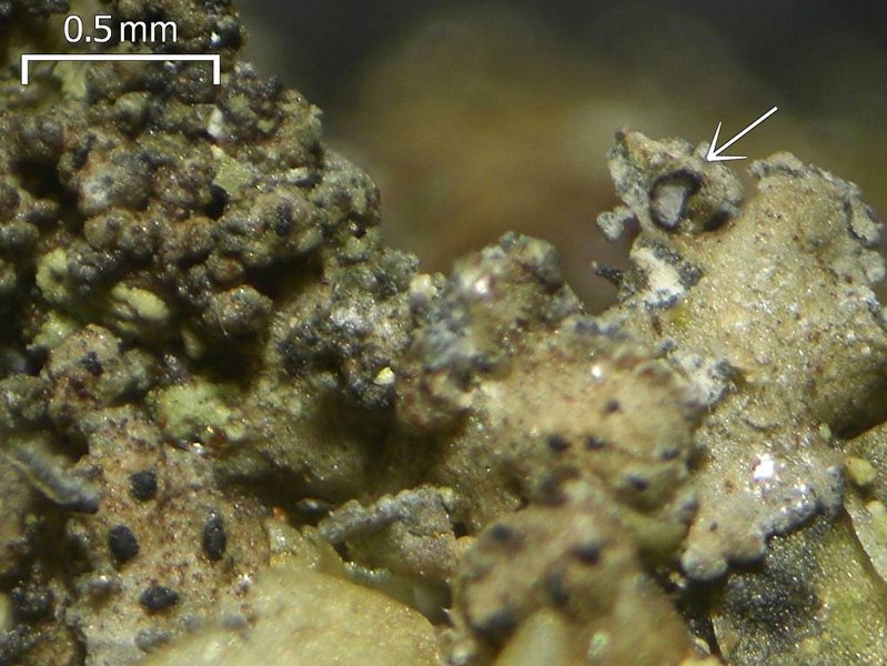 Lichenochora lepidiotae