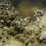 Lichenochora lepidiotae