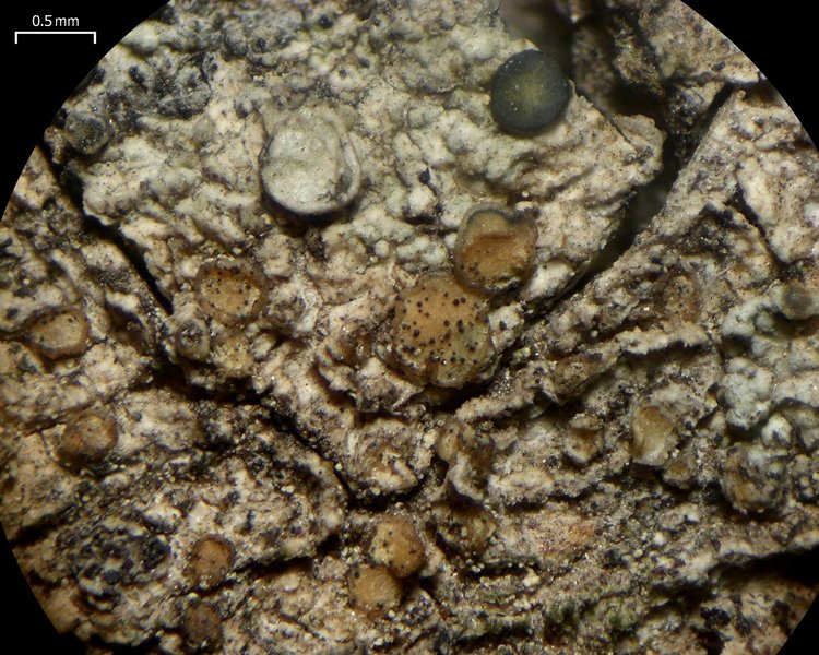 Lichenoconium erodens