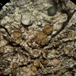Lichenoconium erodens
