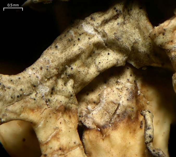 Lichenoconium lecanorae