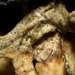 Lichenoconium lecanorae
