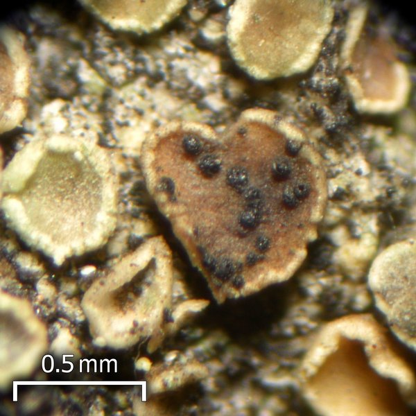 Lichenoconium lecanorae