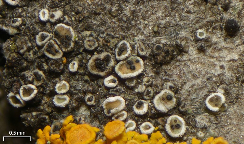 Lichenoconium lecanorae