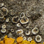 Lichenoconium lecanorae