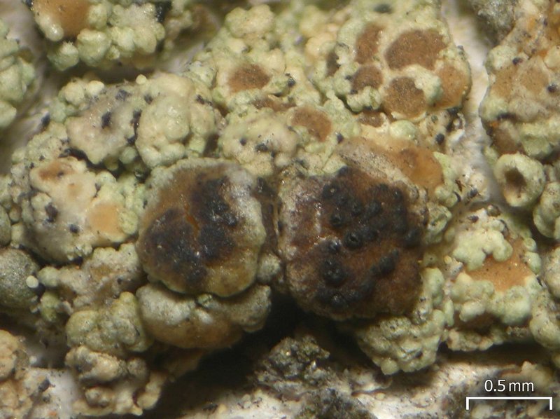 Lichenoconium lecanorae